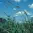 Bottomland prairie