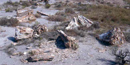 The petrified forest trees include huge dawn redwood, magnolia, ginkgo, cypress, date and palm trees that once grew 60 million years ago.