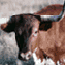 Longhorn steers