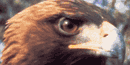 Golden Eagle