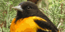 Oriole