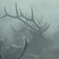 Elk Management Highlight
