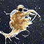 Spiny waterflea (Bythotrephes longimanus)