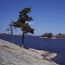 Twisted pine grows on a bare rock shoreline near a park lake