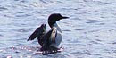 A common loon shows off black & white summer plumage, NPS
