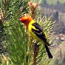 Western Tanager