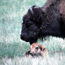 Bison Cow and Calf