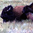 Bison Cow and Calf