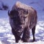 Bison in the Snow
