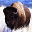 Bison