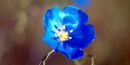 Blue Flax