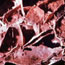 Boxwork found in Wind Cave