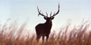 Bull Elk