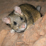 Bushytailed Woodrat