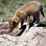 Coyote