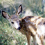 Fawn