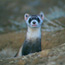 Black-footed Ferret
