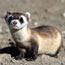 Black-footed Ferret
