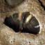 Seashell Fossils
