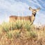 Mule Deer