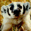 Badger