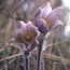 Pasqueflower