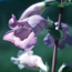 Shell-leaf Penstemon