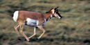 Pronghorn antelope