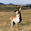 Pronghorn Antelope