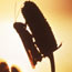 Silohuette of a Grasshopper