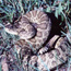 Prairie Rattlesnake