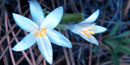Star Lily