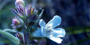 White Penstemon