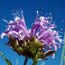 Wild Bergamot