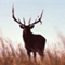 Bull elk in Wind Cave National Park