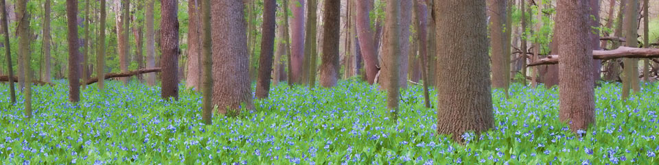 Image of bluebells in the spring