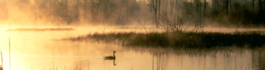 Beaver Marsh Photo by Tom Jones