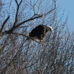 Bald Eagle Day 2013
