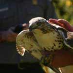 A young red-tailed hawk