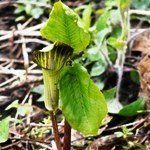 Jack-in-the Pulpit