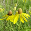 Tallgrass Prairie