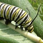 Monarch Caterpillar