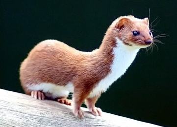 Least weasel, the smallest living carnivore. Least weasel, the smallest living carnivore.