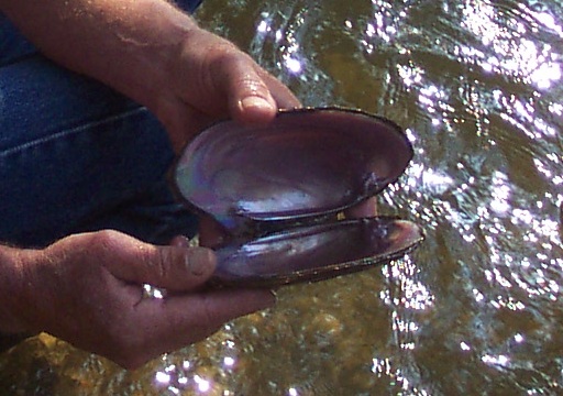 Pink heelsplitter mussel Pink heelsplitter mussel