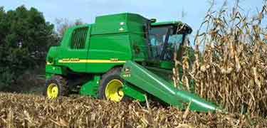 Combine harvesting corn