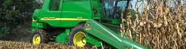 Combine harvesting corn