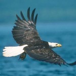 Birdwatch along one of America's premier flyways