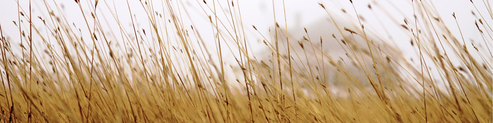 An outline of the Nicodemus school house as seen through a field of prairie grass.