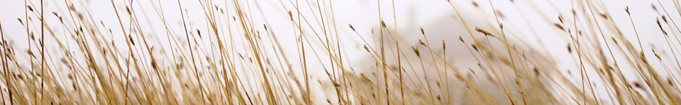 An outline of the Nicodemus school house as seen through a field of prairie grass.