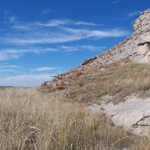 Needle and thread grass